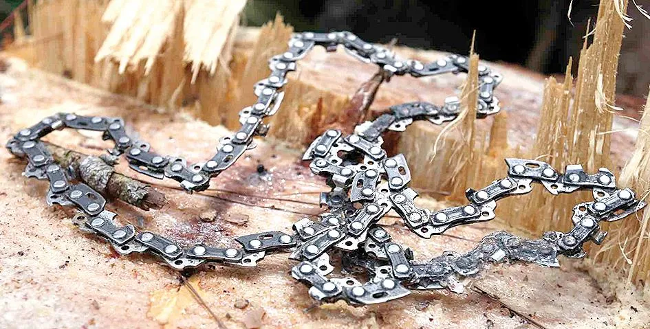 Rừng thông ứa “máu” ảnh 7