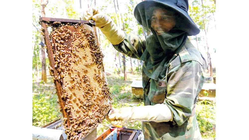 Mật ong chan cơm nguội ảnh 1