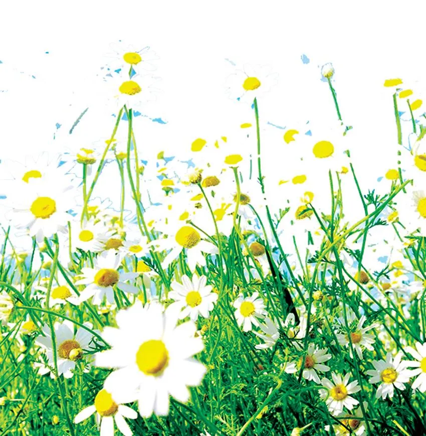 Hôn nhau như đã từng