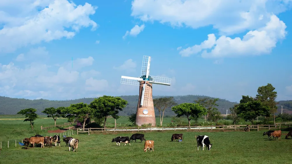 Phát triển ngành chăn nuôi bò sữa Việt Nam tiệm cận với thế giới ảnh 1