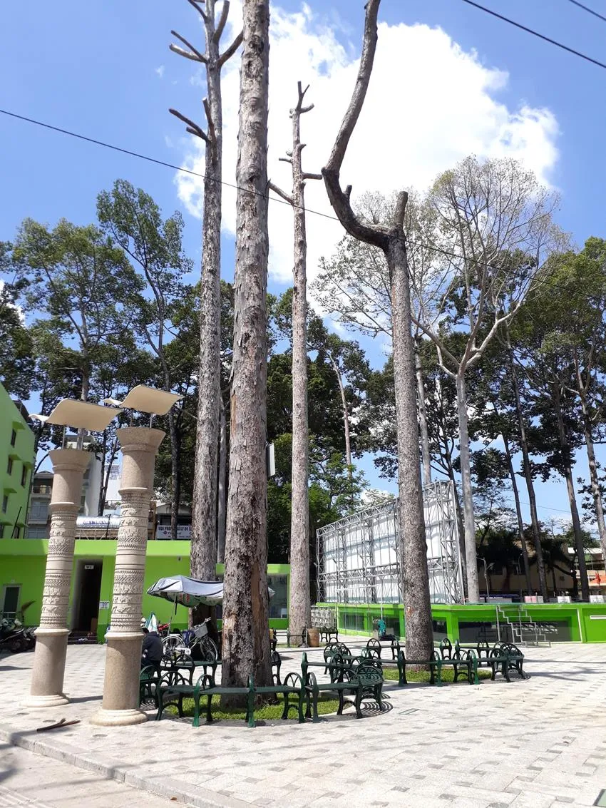 Cổ thụ ở Công viên Văn Lang chết dần ảnh 1