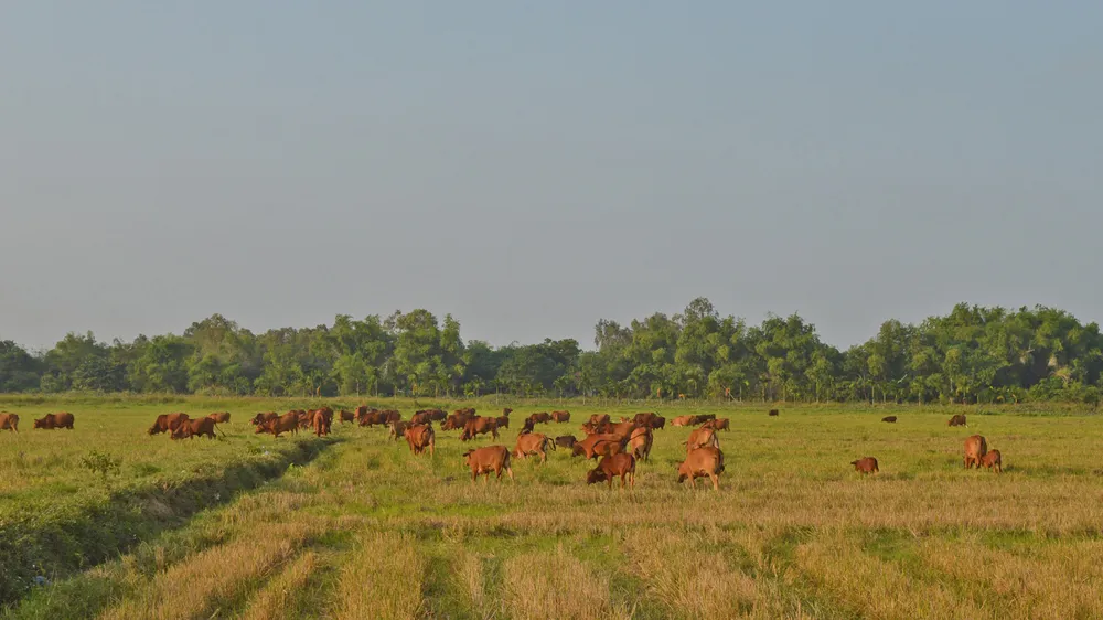 Nuôi bò tập trung đã mang lại lợi ích kinh tế cao cho nhiều nông dân ở thị xã Điện Bàn