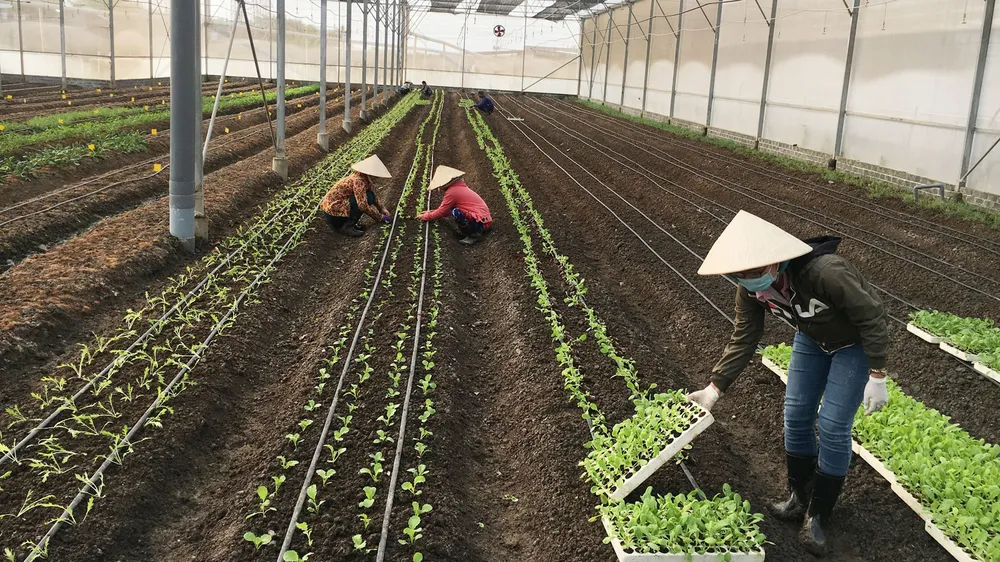 Sản xuất nông nghiệp hữu cơ đầu tư chi phí nhiều  nên giá thành cao khiến người tiêu dùng còn e ngại