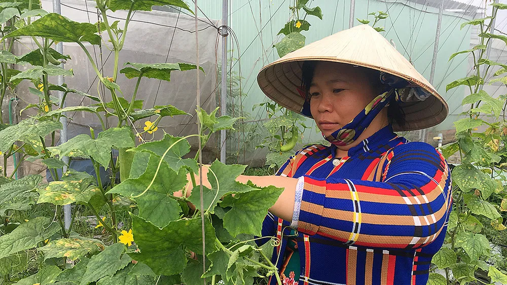 Nhờ hỗ trợ chính sách lãi vay, nhiều doanh nghiệp nông nghiệp  trên địa bàn TPHCM tiếp cận được nguồn vốn thuận lợi