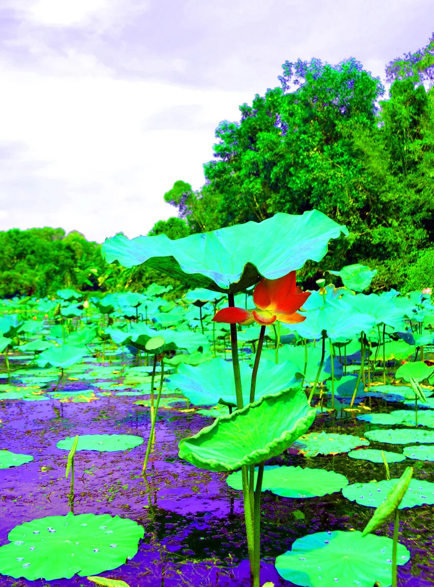 Có một “lung Trời” giữa đồng bằng ảnh 2