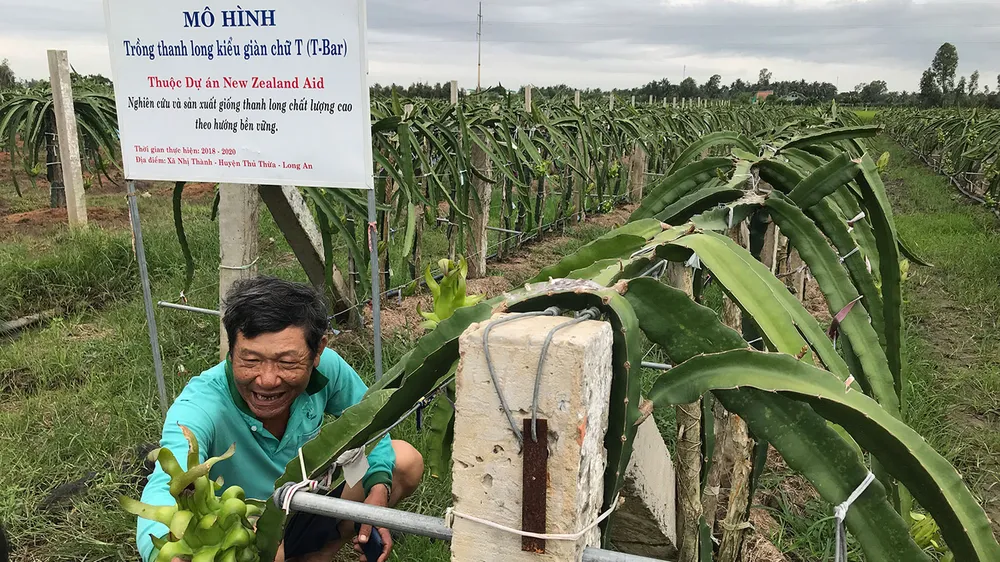Mô hình trồng thanh long kiểu giàn chữ T