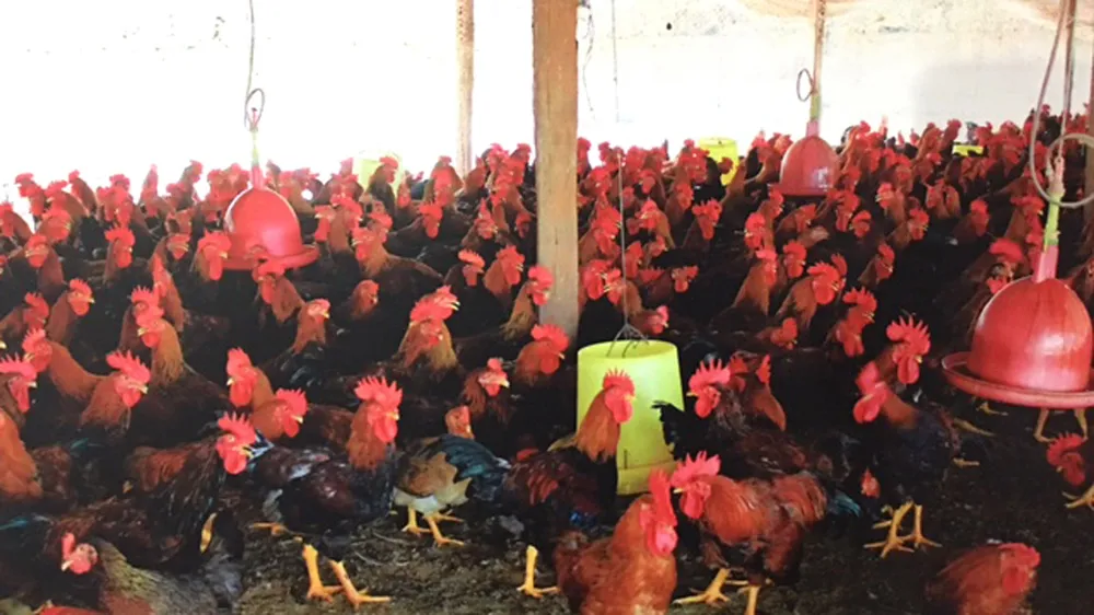 Nhộp nhịp sản xuất và mua sắm hàng tết ảnh 4