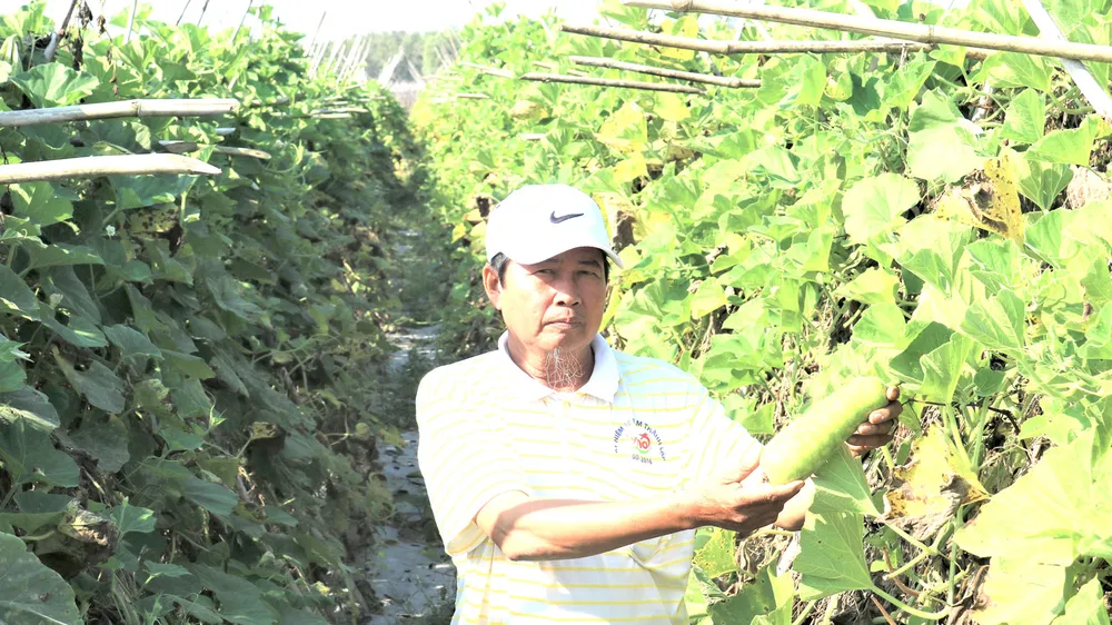 Chuyện về “ông Trải rau sạch” ảnh 1