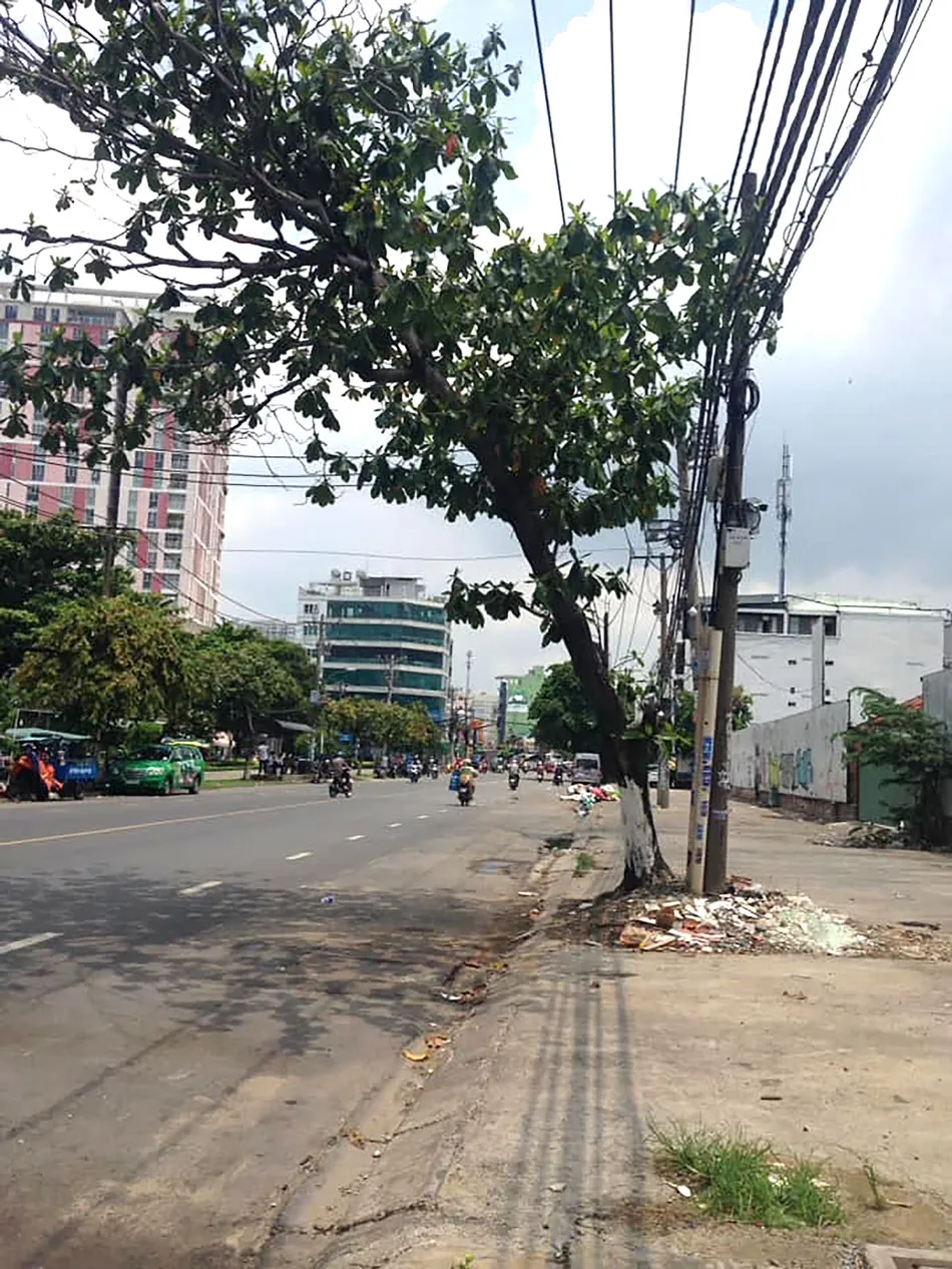 Chăm sóc cây xanh phát triển an toàn ảnh 1