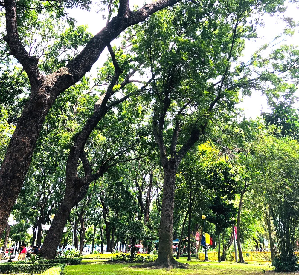 Ve sầu râm ran mùa ký ức ảnh 1