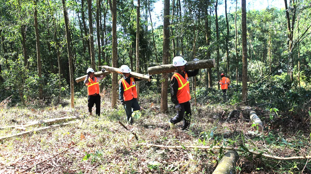 Khai thác rừng trồng theo chứng chỉ FSC tại Thừa Thiên - Huế. Ảnh: VĂN THẮNG