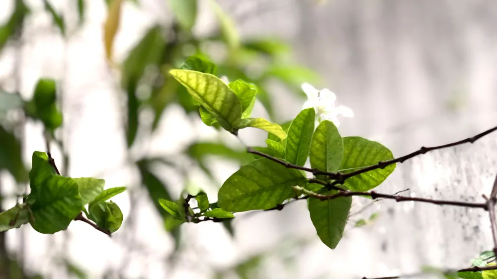 Đôi chim trao trảo