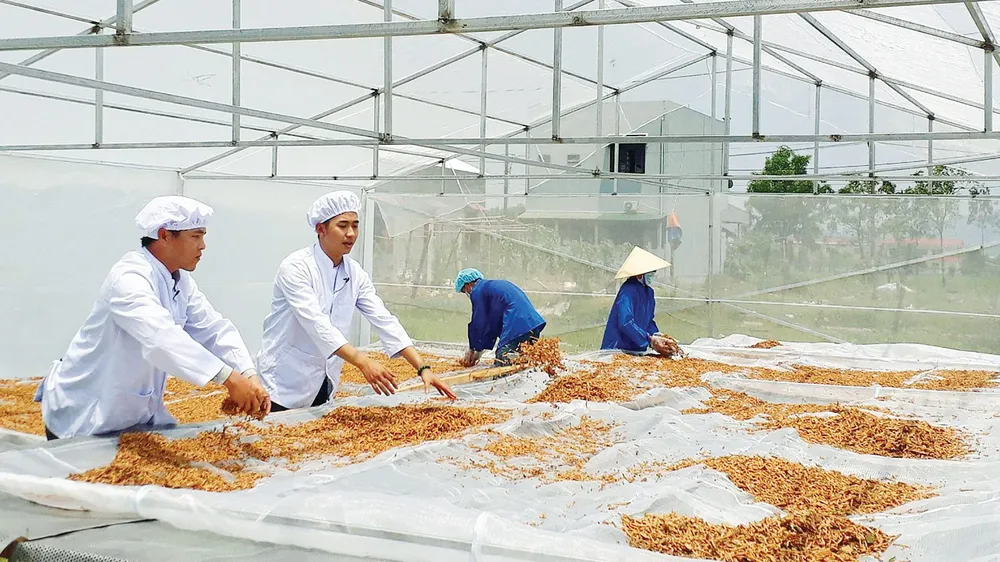 Lên danh trái vả ảnh 4