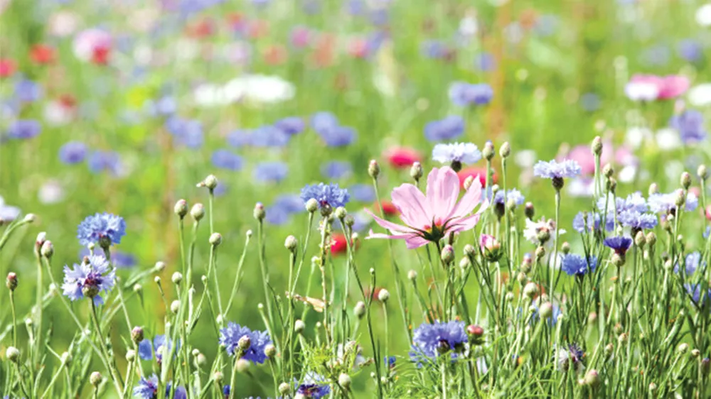 Như cỏ cây hòa quyện