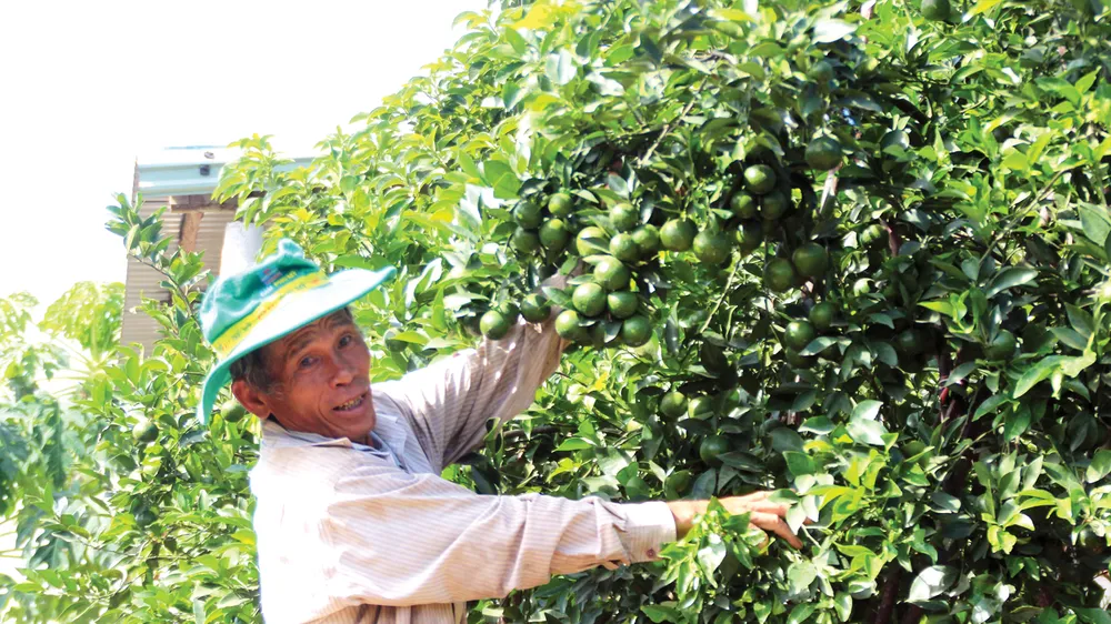 Lão nông Phạm Đình Độ có cơ ngơi bạc tỷ nhờ vườn cây ăn trái ở đồi Bà Nông
