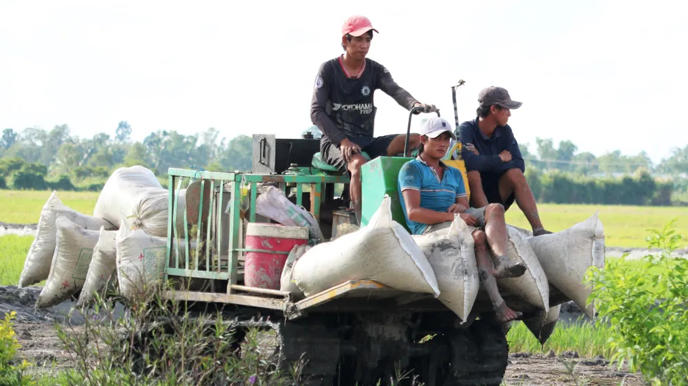 Đưa máy móc vào sản xuất lúa ở ĐBSCL 