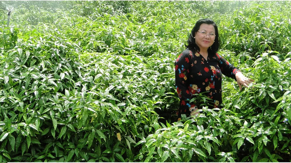 Bà Bảy Nga bên cánh đồng dược liệu