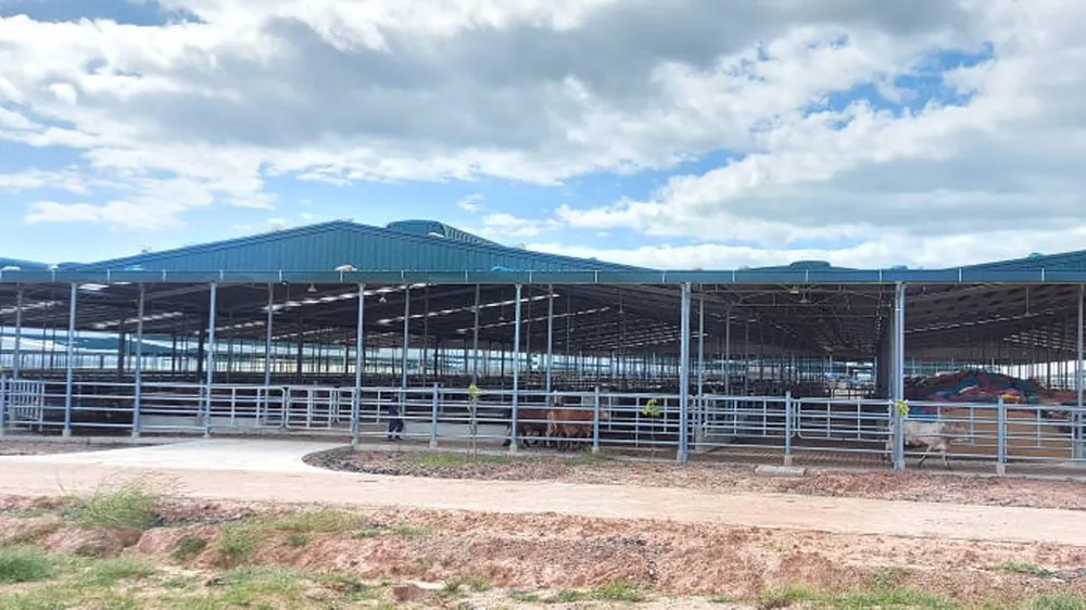 Trang trạng bò thịt xây dựng trên đất rừng