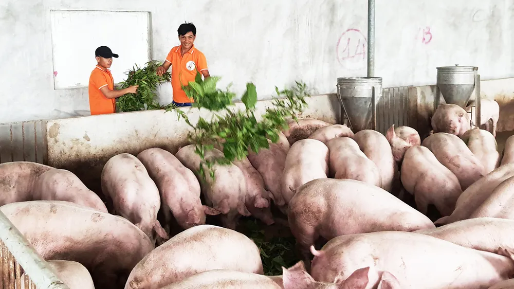 Các công nhân đang cho heo ăn cây dược liệu 