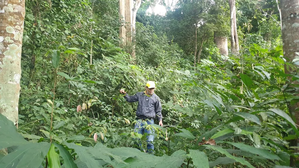 Rừng Tây Nguyên tăng hay giảm - Bài 2: Diện tích tăng, chất lượng giảm ảnh 1