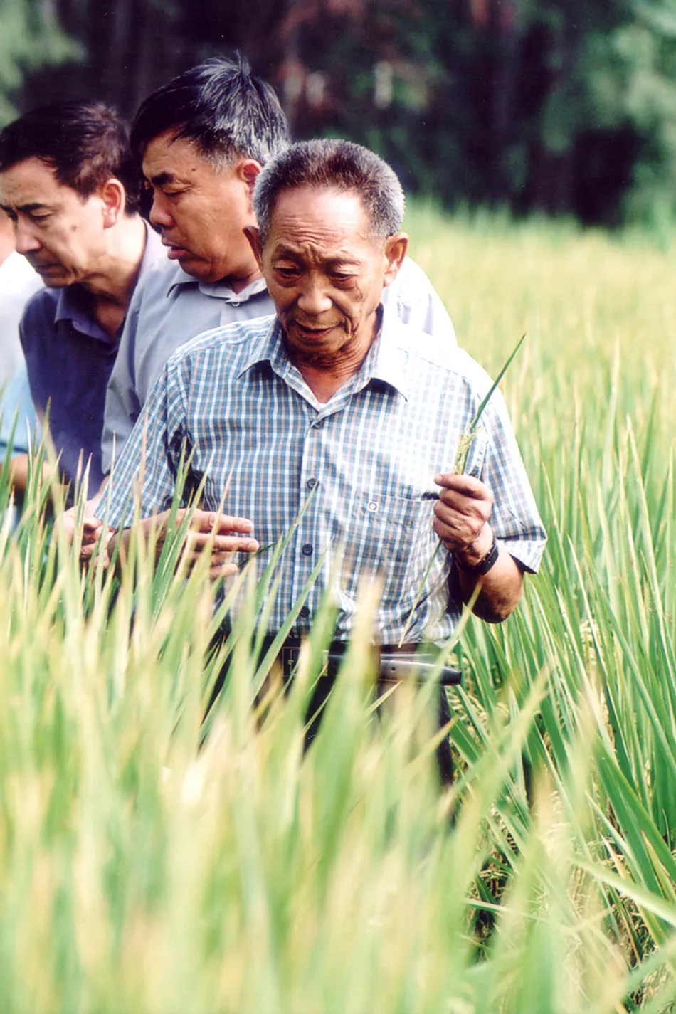 Vĩnh biệt cha đẻ “cây lúa cao hơn đầu người” ảnh 1