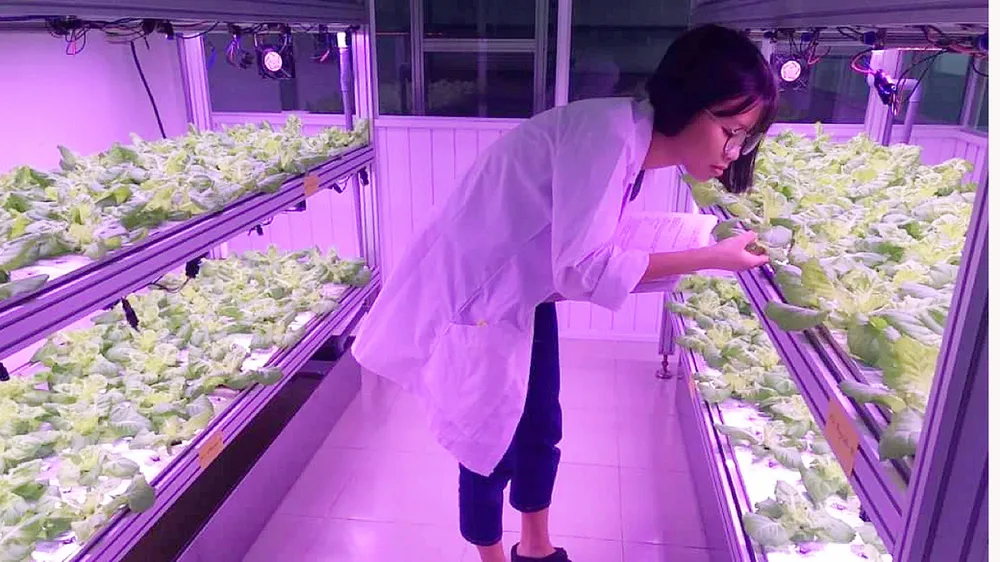 Mô hình sản xuất rau thủy canh trong phòng thí nghiệm  của Trường ĐH Khoa học tự nhiên