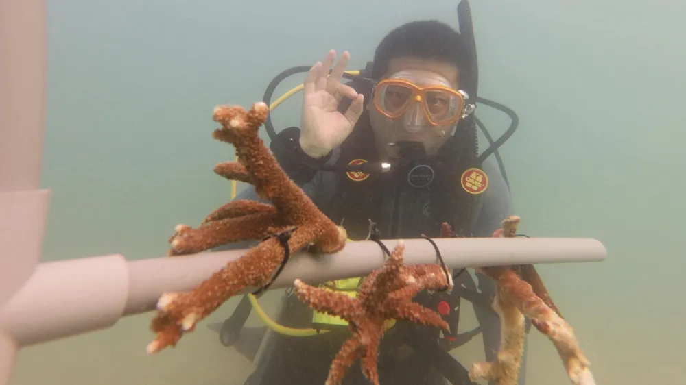 Những nhánh san hô được nuôi cấy trên giàn và được theo dõi kỹ sự phát triển. Ảnh: NVCC