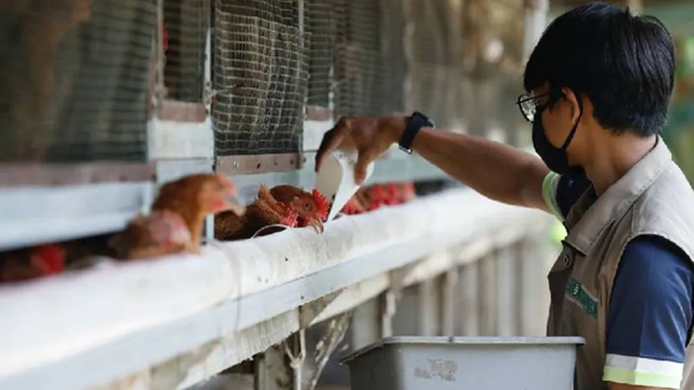 Một công nhân cho gà ăn tại Depok (Indonesia). Ảnh: REUTERS