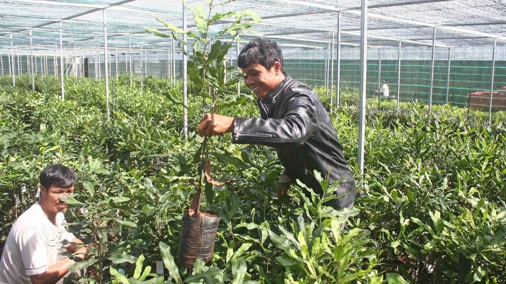 Người dân tìm mua cây giống mắc ca tại một cơ sở được kiểm duyệt tại xã Tu Tra,  huyện Đơn Dương, tỉnh Lâm Đồng. Ảnh: ĐOÀN KIÊN