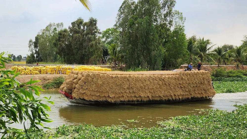 Ghe rơm được thương lái vận chuyển đi tiêu thụ