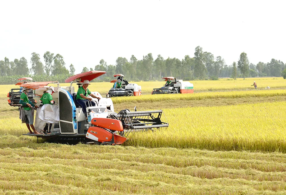 Nông dân vùng tứ giác Long Xuyên thu hoạch lúa đông xuân chất lượng cao