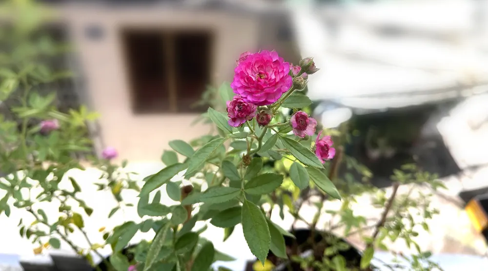  Những góc ban công phủ hoa, cây ở thành phố phương Nam