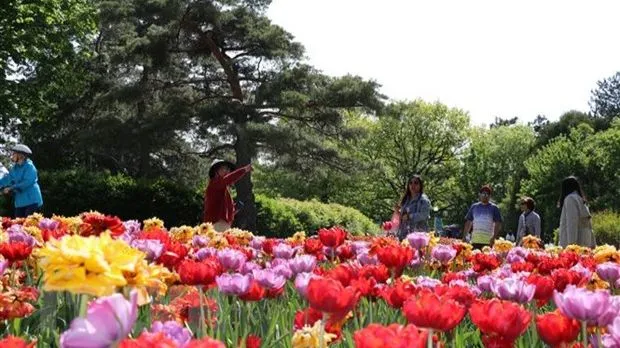 Lễ hội hoa tulip Canada. Nguồn: TTXVN