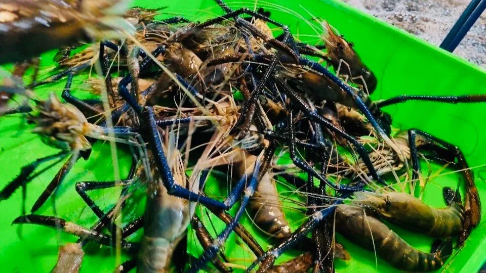 Nhiều loại tôm được bán tại chợ đầu mối Bình Điền