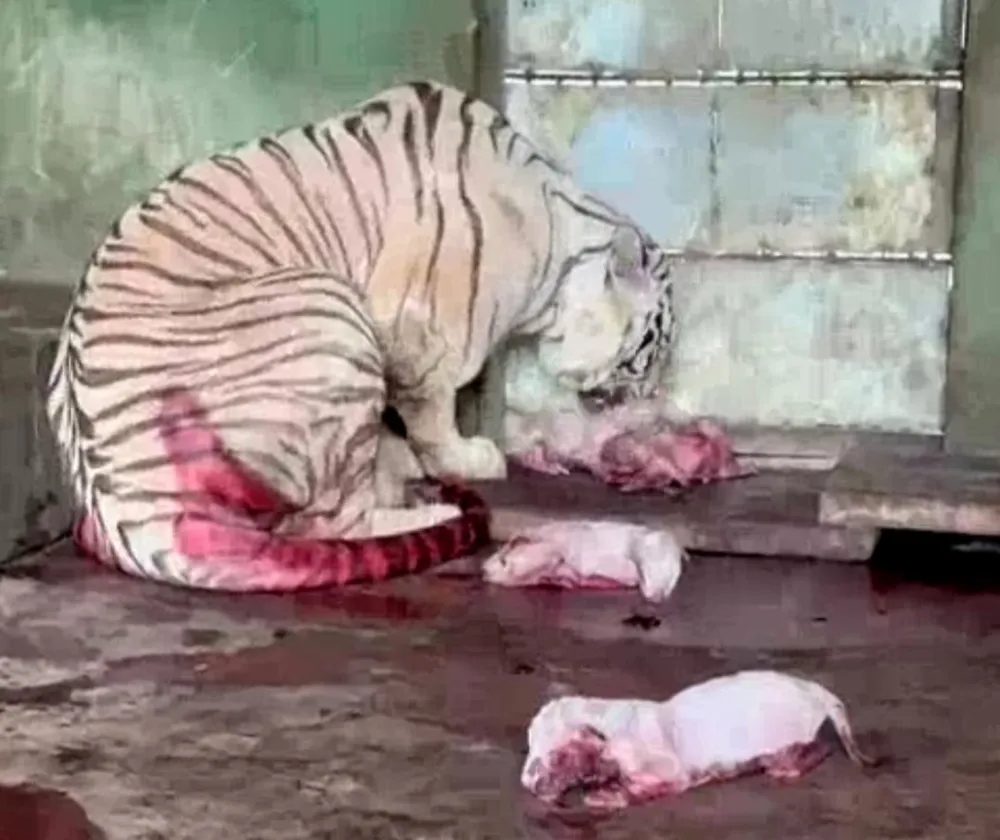 Các hổ con chào đời tại Sở thú Vườn Xoài