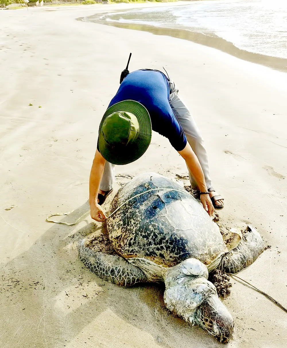 Lực lượng kiểm lâm Vườn quốc gia Côn Đảo đo kích thước vích mẹ bị sát hại. Ảnh: CTV