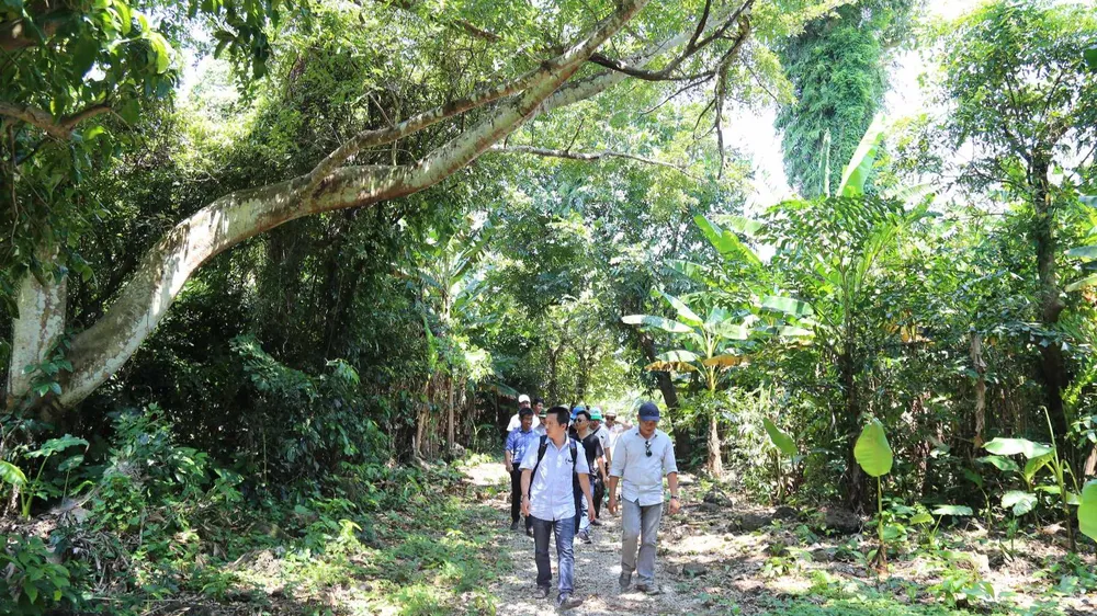 Du khách tham quan rừng nguyên sinh trên đảo Cồn Cỏ