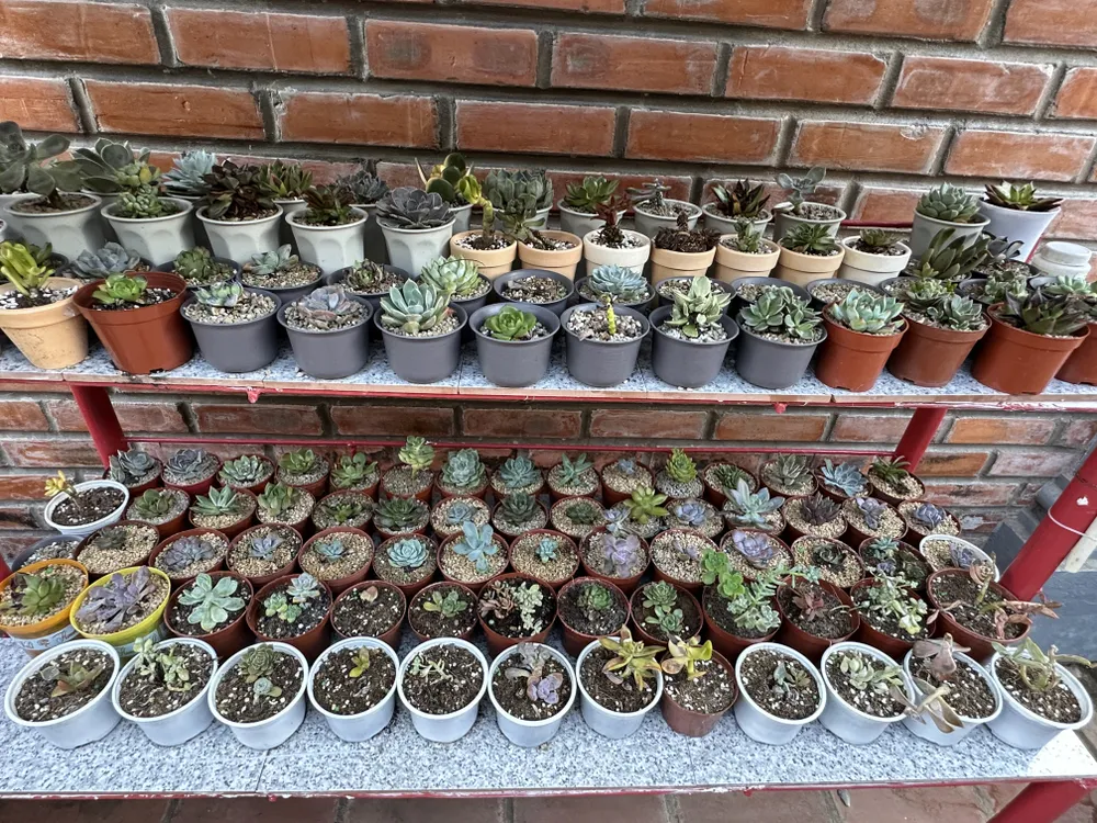 Rất nhiều loại xương rồng tại chùa Đá Tây A được Đại đức Thích Nhuận Hiếu nhân giống.JPG