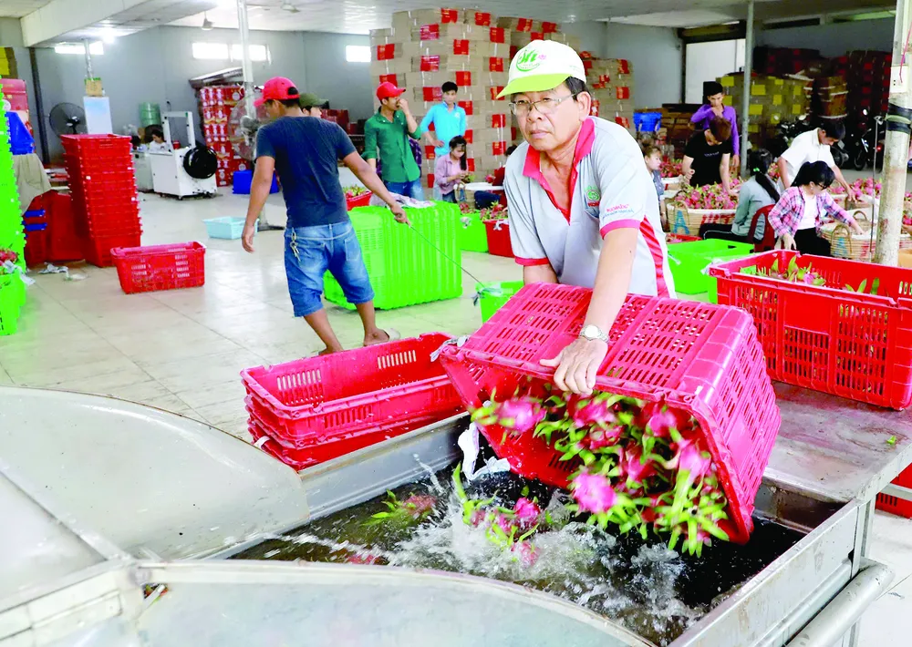 Sơ chế trái thanh long xuất khẩu sang thị trường Trung Quốc tại HTX thanh long Tầm Vu, huyện Châu Thành, tỉnh Long An. Ảnh: VIẾT CHUNG