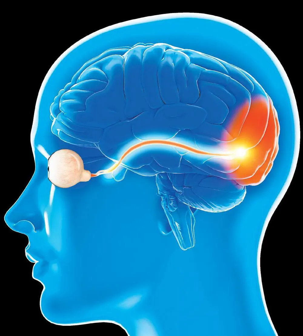 Minh họa võng mạc nhân tạo. Ảnh: ISSUU