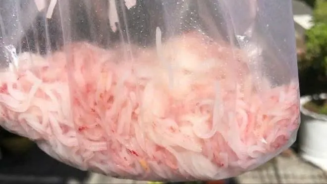 Qua kiểm tra, trong bún không phát hiện các chất hóa học độc hại