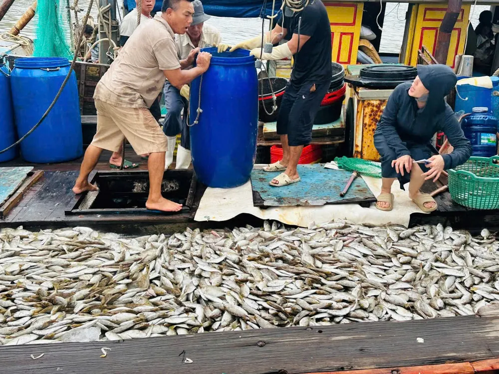 Ngư dân xứ Nghệ trúng đậm cá biển