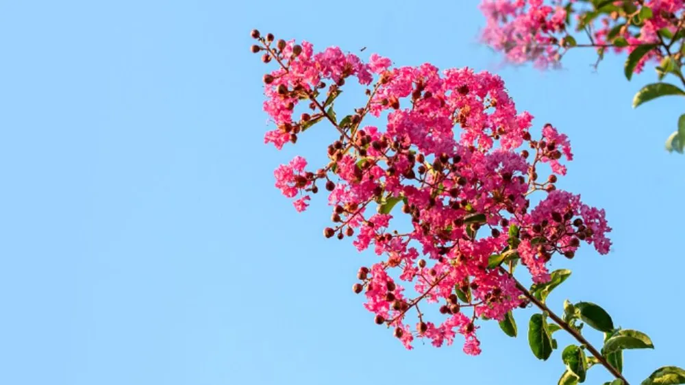 Nhớ màu đất đỏ ba-zan