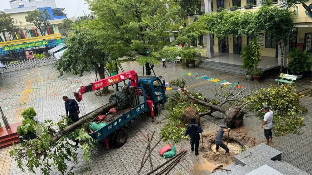 Cắt tỉa cây xanh tại trường Tiểu học Lê Đình Chinh (phường Hòa Cường, TP Đà Nẵng)
