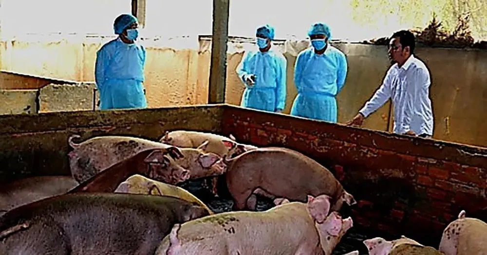  Dịch tả heo châu Phi tại Cà Mau và Vĩnh Long diễn biến phức tạp (ảnh minh họa)