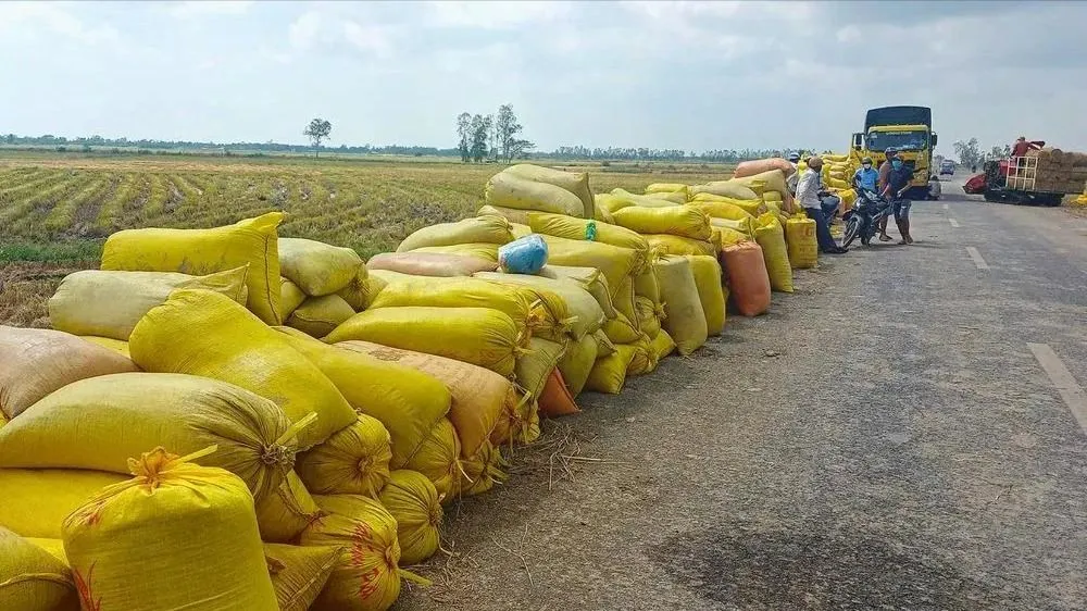 Thủ tướng Chính phủ yêu cầu xây dựng kế hoạch mua dự trữ gạo quốc gia phù hợp