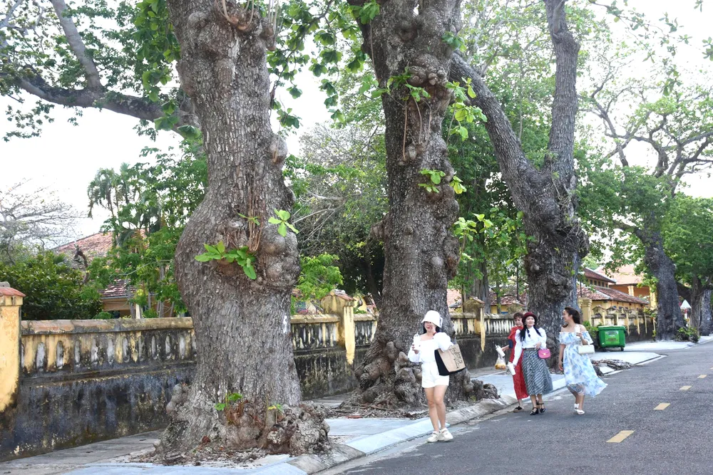 Du khách dạo bộ dưới những cây bàng di sản trên đường Lê Duẩn, Đặc khu Côn Đảo
