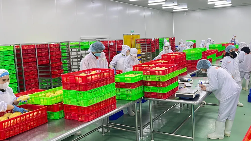 Xuất khẩu rau quả đạt gần 5 tỷ USD trong 7 tháng