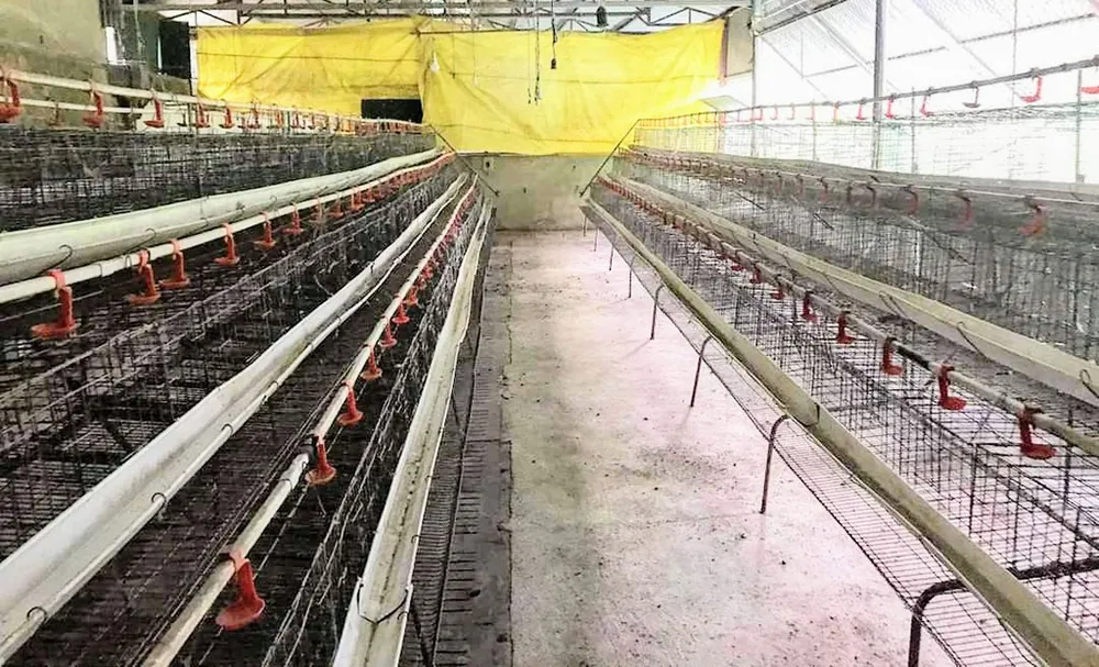 Cuộc chiến khốc liệt xung quanh quả trứng gà ảnh 2