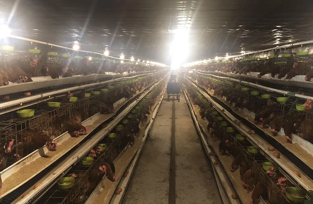 Cuộc chiến khốc liệt xung quanh quả trứng gà ảnh 1